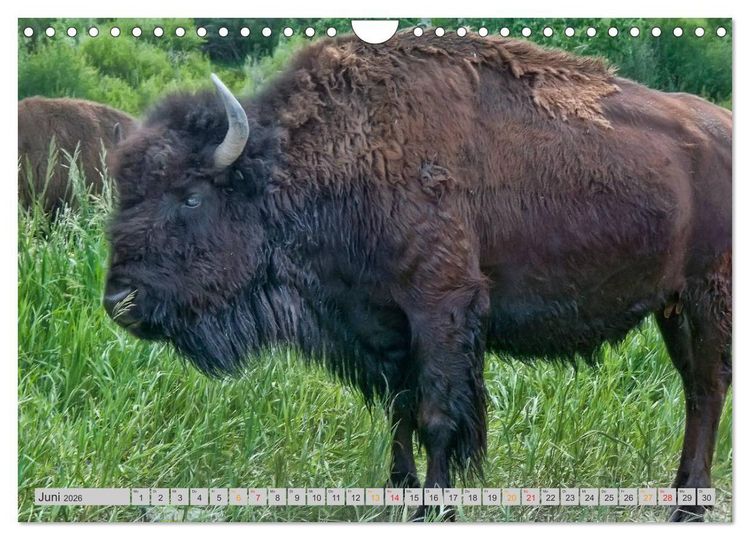 Produktbild: Bison und Wisent - Riesen mit unb&auml;ndiger Kraft (Wandkalender 2026 DIN A4 quer), CALVENDO Monatskalender