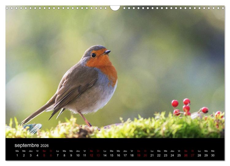 Produktbild: Mon ami le rouge-gorge (Calendrier mural 2026 DIN A3 vertical), CALVENDO calendrier mensuel
