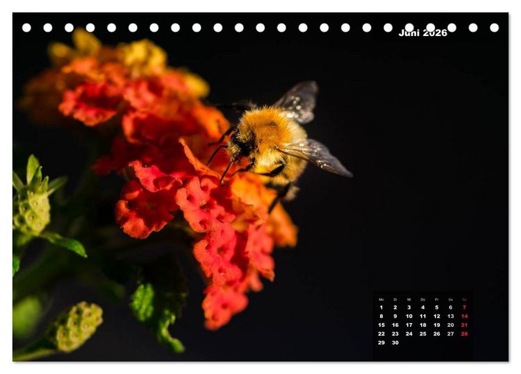 Produktbild: Der Natur auf der Spur - Makro-Fotografien der besonderen Art (Tischkalender 2026 DIN A5 quer), CALVENDO Monatskalender