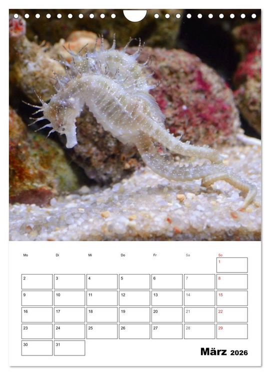 Produktbild: Zauberwelt. Fische, Korallen und Co. (Wandkalender 2026 DIN A4 hoch), CALVENDO Monatskalender