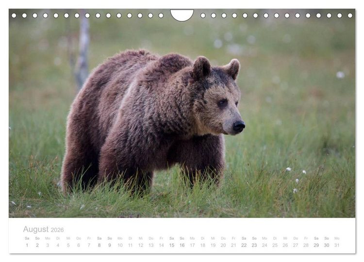 Produktbild: Braunb&auml;ren - pelzige Riesen in Finnlands W&auml;ldern (Wandkalender 2026 DIN A4 quer), CALVENDO Monatskalender