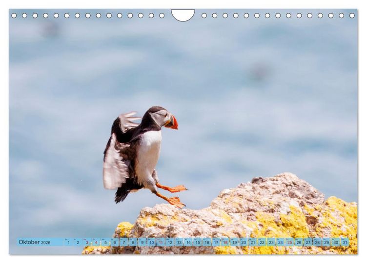 Produktbild: Papageientaucher - Farbenfrohe Flieger der Natur (Wandkalender 2026 DIN A4 quer), CALVENDO Monatskalender