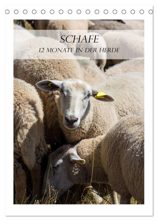 Produktbild: Schafe - 12 Monate in der Herde (Tischkalender 2026 DIN A5 hoch), CALVENDO Monatskalender