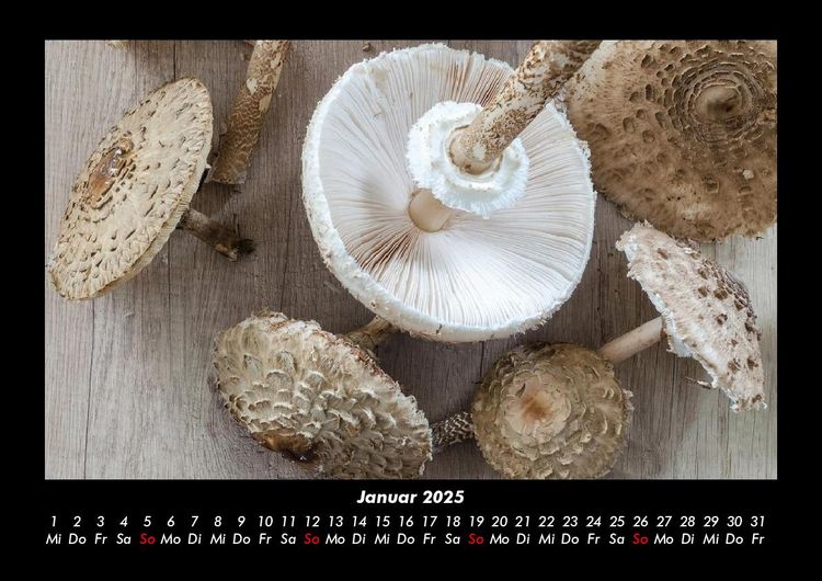 Produktbild: Pilzkalender 2025 Fotokalender DIN A3