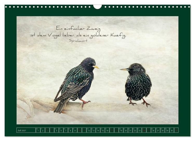Produktbild: Stare und Weisheiten (Wandkalender 2027 DIN A3 quer), CALVENDO Monatskalender