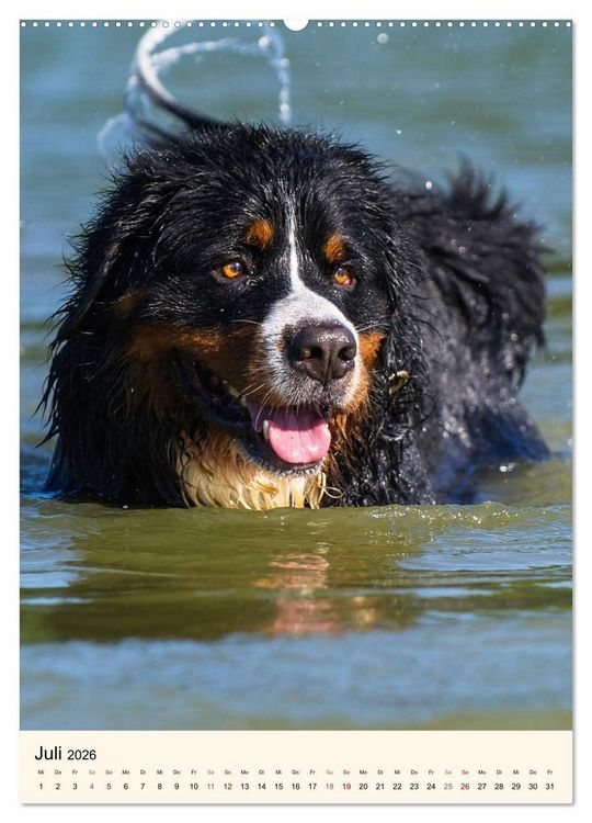 Produktbild: Die sch&ouml;nste Rasse der Welt - Berner Sennenhund (Wandkalender 2026 DIN A2 hoch), CALVENDO Monatskalender