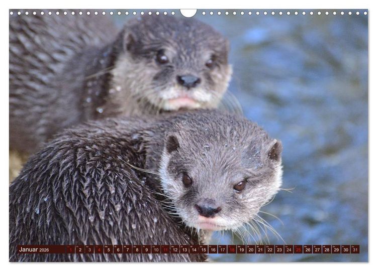 Produktbild: Otter. Frech, laut und clever (Wandkalender 2026 DIN A3 quer), CALVENDO Monatskalender