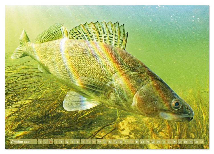 Produktbild: Heimische Fische: Karpfen, Forelle, Hecht (Wandkalender 2026 DIN A2 quer), CALVENDO Monatskalender