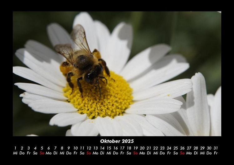 Produktbild: Bienen 2025 Fotokalender DIN A3