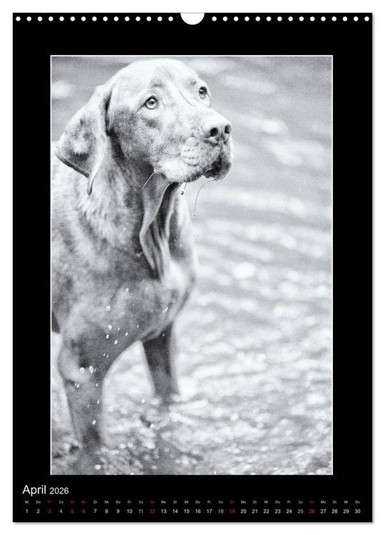 Produktbild: Vizsla-Liebe (Wandkalender 2026 DIN A3 hoch), CALVENDO Monatskalender