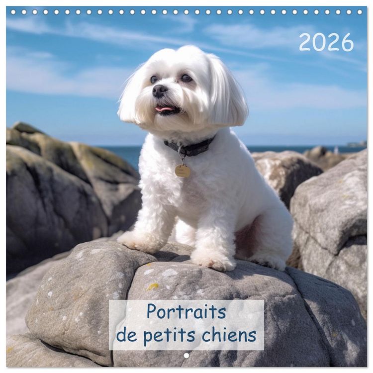Produktbild: Portraits de petits chiens (Calendrier mural carr&eacute; 2026 30x30 cm) Calendrier double avec une page pour vos prises de notes