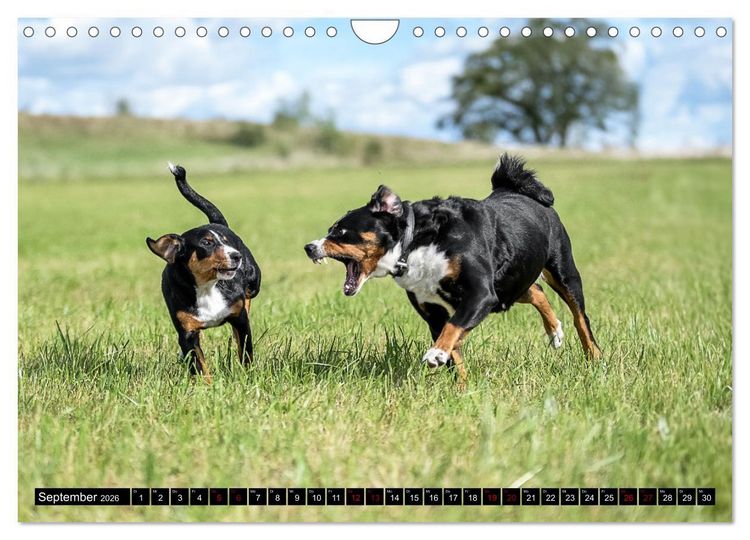 Produktbild: Appenzeller Sennenhunde - Fr&ouml;hliche Kameraden (Wandkalender 2026 DIN A4 quer), CALVENDO Monatskalender