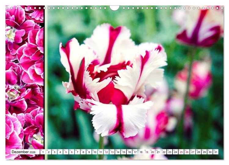 Produktbild: Tulpen - kunterbunte Collagen (Wandkalender 2026 DIN A3 quer), CALVENDO Monatskalender