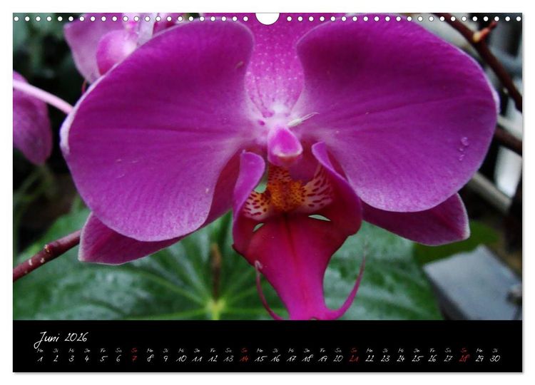 Produktbild: Farbenreiche Orchideen (Wandkalender 2026 DIN A3 quer), CALVENDO Monatskalender