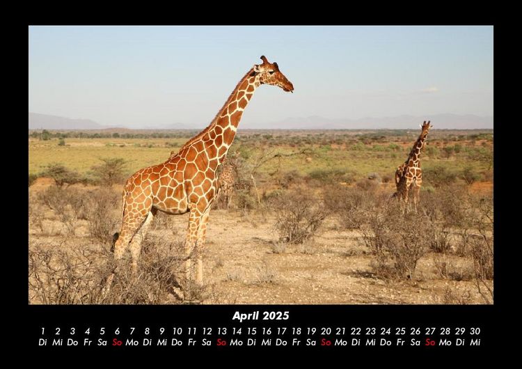 Produktbild: Giraffen 2025 Fotokalender DIN A3