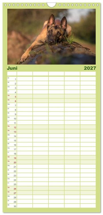 Produktbild: Familienplaner 2027 - Belgischer Sch&auml;ferhund - Der Malinois mit 5 Spalten (Wandkalender, 21 x 45 cm) CALVENDO