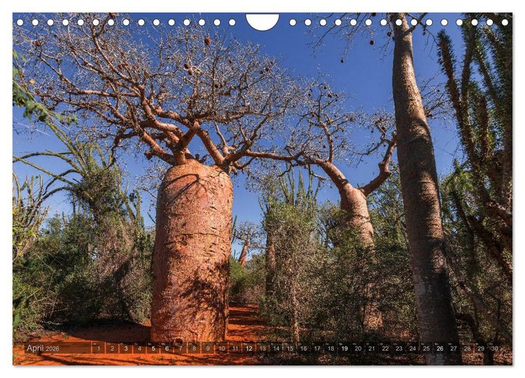 Produktbild: Zauberwald Ifaty &middot; Traumhafte Baobabs in Madagaskar (Wandkalender 2026 DIN A4 quer), CALVENDO Monatskalender