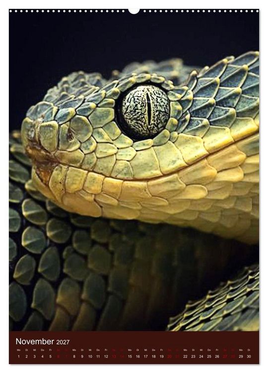 Produktbild: The Power Of Snake (Wandkalender 2027 DIN A2 hoch), CALVENDO Monatskalender