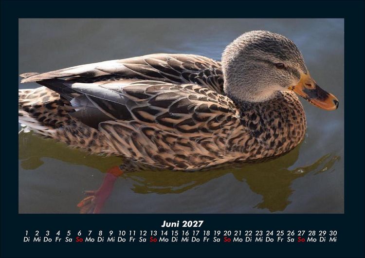 Produktbild: Enten 2027 Fotokalender DIN A4