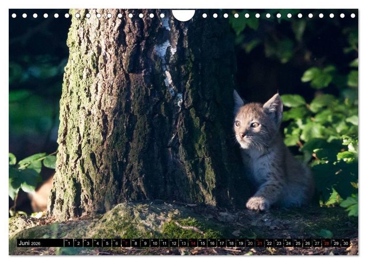Produktbild: Luchskinder (Wandkalender 2026 DIN A4 quer), CALVENDO Monatskalender
