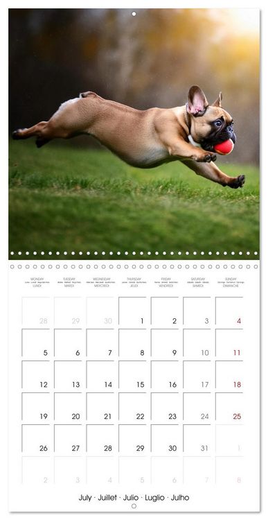 Produktbild: French Bulldogs in play frenzy (Wall Calendar 2027 12 &times; 12 Inch) CALVENDO 12 Month Wall Calendar