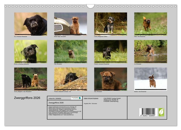 Produktbild: Zwerggriffons 2026 (Wandkalender 2026 DIN A3 quer), CALVENDO Monatskalender