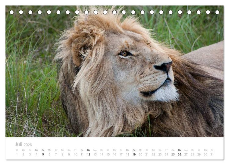 Produktbild: Tierische Gl&uuml;cksmomente mit Weisheiten (Tischkalender 2026 DIN A5 quer), CALVENDO Monatskalender
