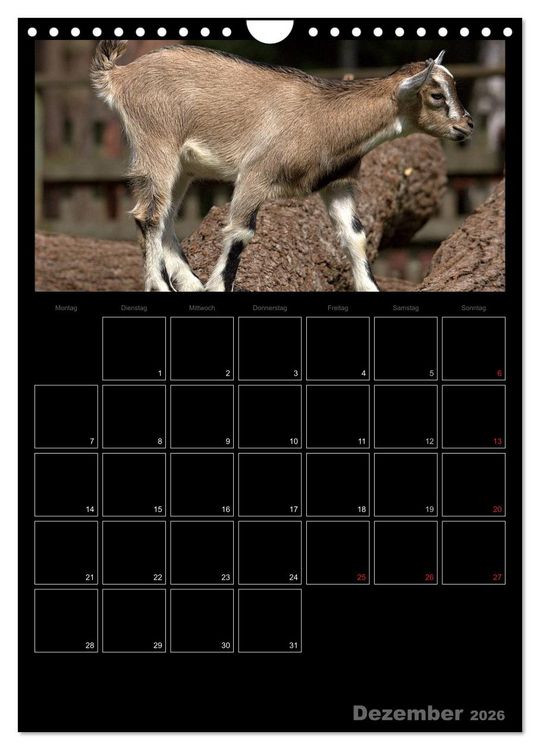 Produktbild: Zwergziegen (Wandkalender 2026 DIN A4 hoch), CALVENDO Monatskalender