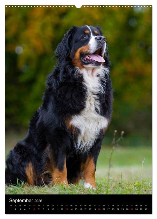 Produktbild: Berner Sennenhund 2026 (hochwertiger Premium Wandkalender 2026 DIN A2 hoch), Kunstdruck in Hochglanz