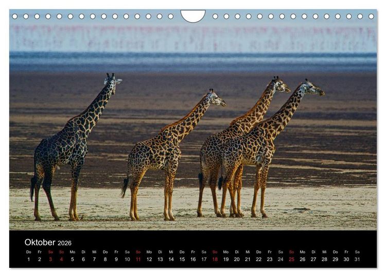 Produktbild: GIRAFFEN - Liebliche Riesen der afrikanischen Savanne (Wandkalender 2026 DIN A4 quer), CALVENDO Monatskalender