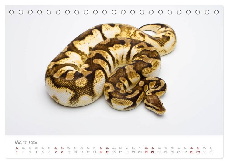 Produktbild: K&ouml;nigspythons - bunte Schlangen (Tischkalender 2026 DIN A5 quer), CALVENDO Monatskalender