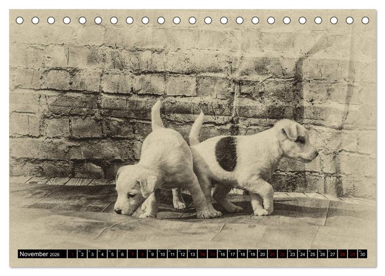 Produktbild: Parson Jack Russel Welpen (Tischkalender 2026 DIN A5 quer), CALVENDO Monatskalender