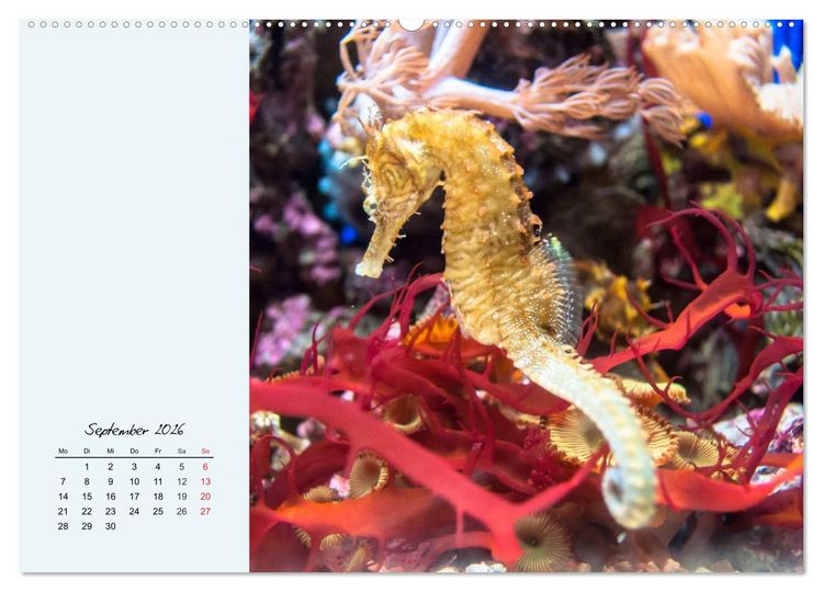 Produktbild: Salzwasseraquarium. Meeresfische im heimischen Wohnzimmer (Wandkalender 2026 DIN A2 quer), CALVENDO Monatskalender