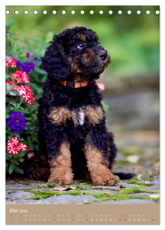 Produktbild: Hundekinder (Tischkalender 2026 DIN A5 hoch), CALVENDO Monatskalender