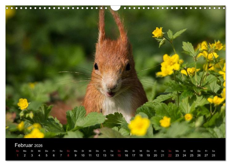 Produktbild: Mit dem Eichh&ouml;rnchen durchs Jahr (Wandkalender 2026 DIN A3 quer), CALVENDO Monatskalender