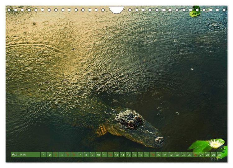 Produktbild: Florida &ndash; sunny beaches and mysterious swamps (Wall Calendar 2026 DIN A4 landscape), CALVENDO 12 Month Wall Calendar