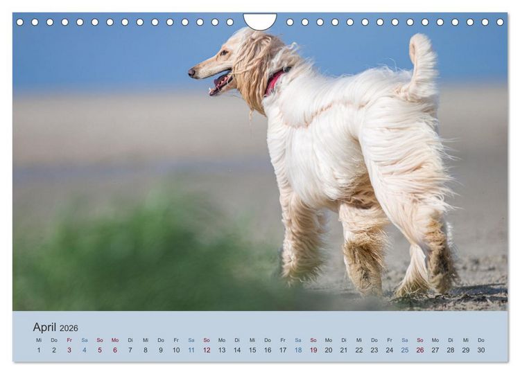 Produktbild: AFGHANISCHE WINDHUNDE 2026 (Wandkalender 2026 DIN A4 quer), CALVENDO Monatskalender