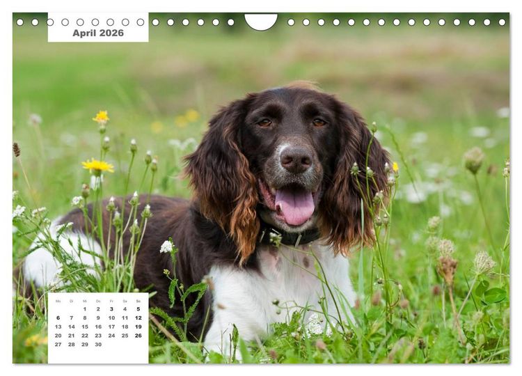 Produktbild: Rassehunde (Wandkalender 2026 DIN A4 quer), CALVENDO Monatskalender