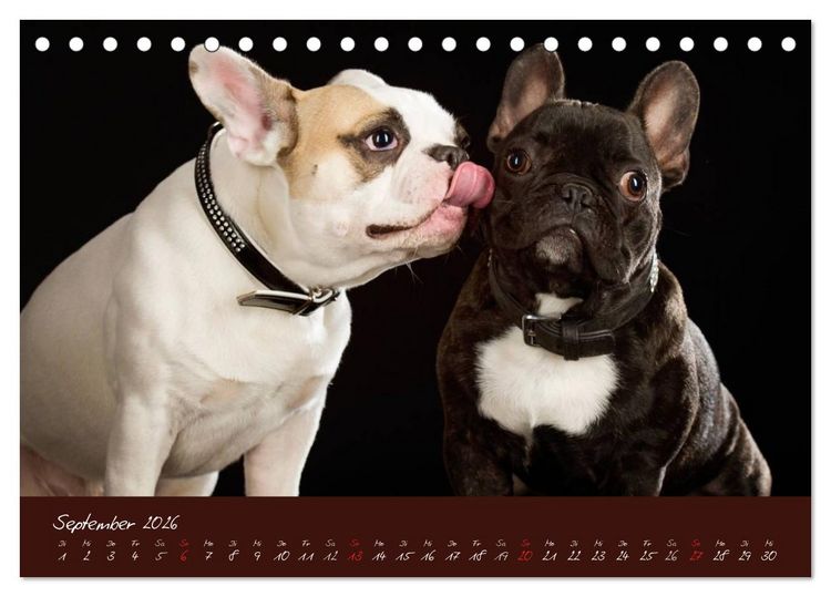 Produktbild: Franz&ouml;sische Bulldoggen (Tischkalender 2026 DIN A5 quer), CALVENDO Monatskalender