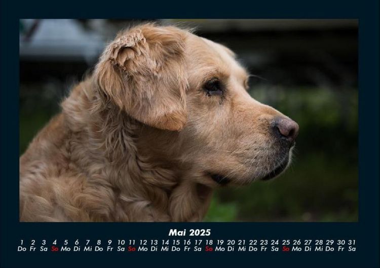 Produktbild: Hundezauber 2025 Fotokalender DIN A4