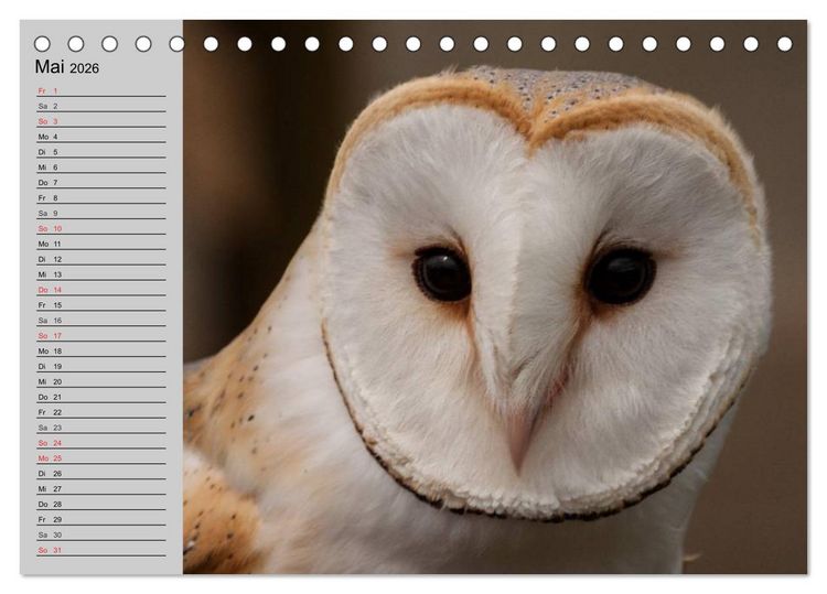 Produktbild: Eulen. W&auml;chter der Nacht (Tischkalender 2026 DIN A5 quer), CALVENDO Monatskalender