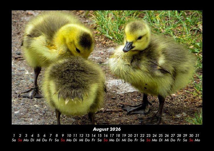 Produktbild: Enten 2026 Fotokalender DIN A3