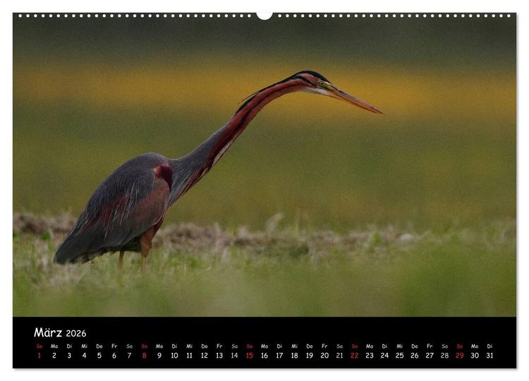 Produktbild: Naturjuwelen - Neusiedler See (Wandkalender 2026 DIN A2 quer), CALVENDO Monatskalender