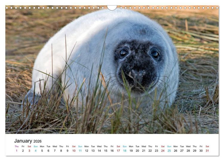 Produktbild: Grey Seal Pups of Donna Nook (Wall Calendar 2026 DIN A3 landscape), CALVENDO 12 Month Wall Calendar