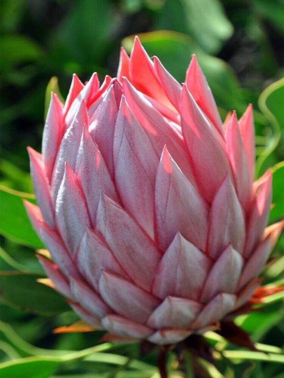 Produktbild: CALVENDO Puzzle Protea, Maui | 1000 Teile Lege-Gr&ouml;&szlig;e 64x48cm Foto-Puzzle f&uuml;r gl&uuml;ckliche Stunden