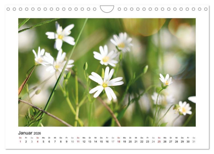 Produktbild: Mein Sehnsuchtsort, die Blumenwiese (Wandkalender 2026 DIN A4 quer), CALVENDO Monatskalender