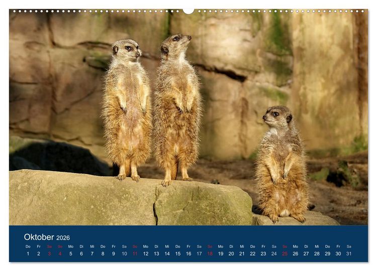 Produktbild: Erdm&auml;nnchen - Zusammen sind wir stark (Wandkalender 2026 DIN A2 quer), CALVENDO Monatskalender