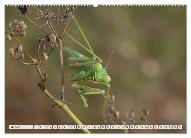 Produktbild: INSEKTEN GANZ NAHE (hochwertiger Premium Wandkalender 2026 DIN A2 quer), Kunstdruck in Hochglanz