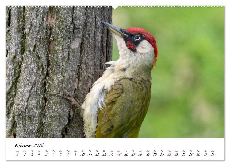 Produktbild: Heimische Vogelwelt (hochwertiger Premium Wandkalender 2026 DIN A2 quer), Kunstdruck in Hochglanz