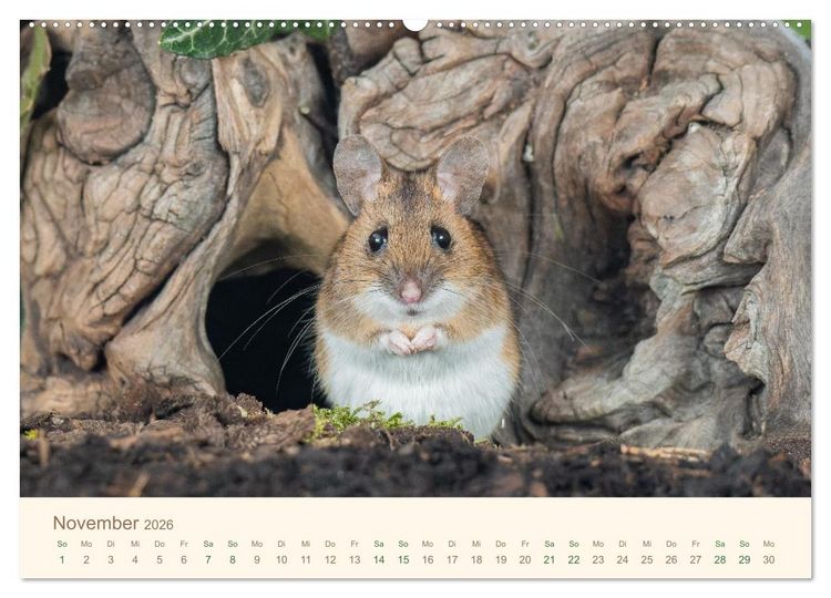 Produktbild: Eulen und M&auml;use (hochwertiger Premium Wandkalender 2026 DIN A2 quer), Kunstdruck in Hochglanz